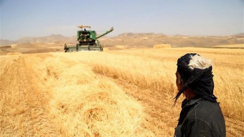 بەرهەمى گەنمى ئەمساڵى کوردستان بە شێوەیەکى بەرچاو کەمى کردووە