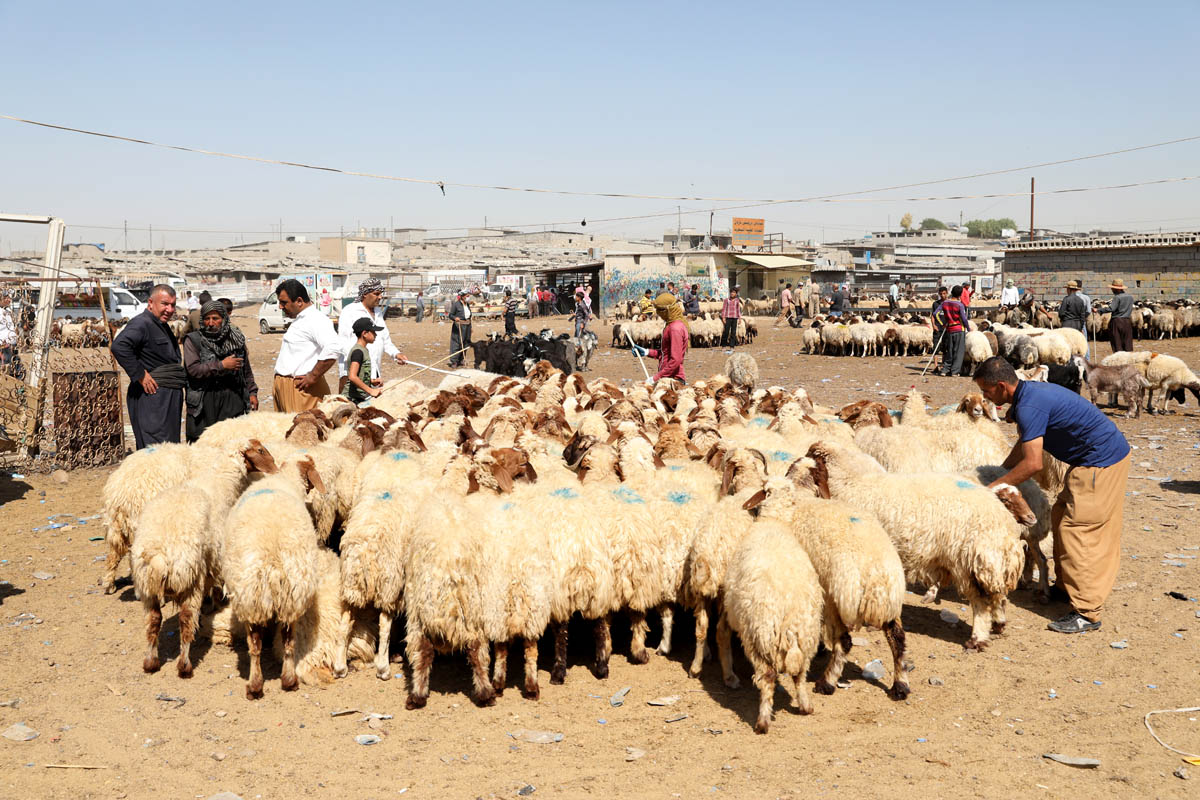 قائیمقامیەتى سلێمانى: لە رۆژانی جەژندا رێگەنادرێت لە شوێنی فرۆشتنی ئاژەڵدا، ئاژەڵ سەرببڕدرێت