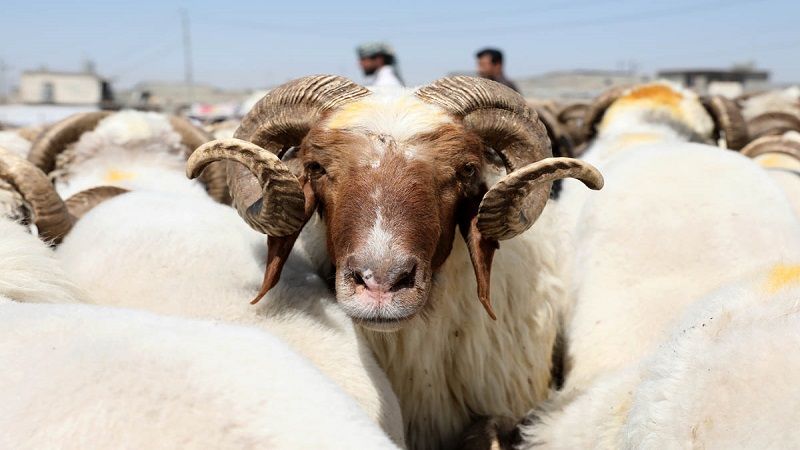 وەزارەتى کشتوکاڵ بۆ هاووڵاتیان: ئاژەڵەکانى قوربانى لەسەربڕخانەی فەرمی سەرببڕن 